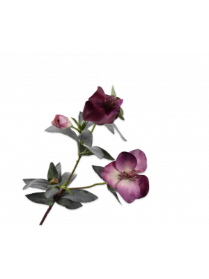 Silk-ka | Helleborus tak | Paars | 64cm