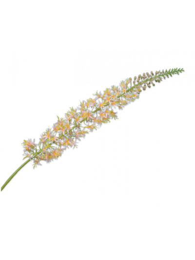 Silk-ka | Eremurus Steel Perzik | 119cm