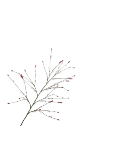 Silk-ka | Pimpernel tak | Roze | 146cm