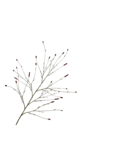 Silk-ka |Pimpernel tak | Bordeaux| 