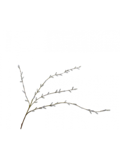 Silk-ka | Wilgentak | Groen | 122cm | Vorspaget Home