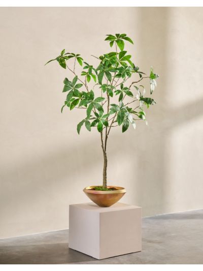 Silk-ka | Pachira | Groen | 205cm | ONLY IN STORE