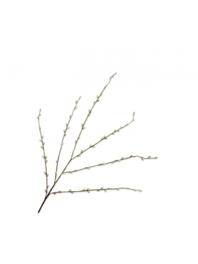 Silk-ka | Wilgentak Groen | 111cm | Vorspaget Home