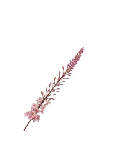 Silk-ka Eremurus Steel Roze 107cm - Vorspaget Home