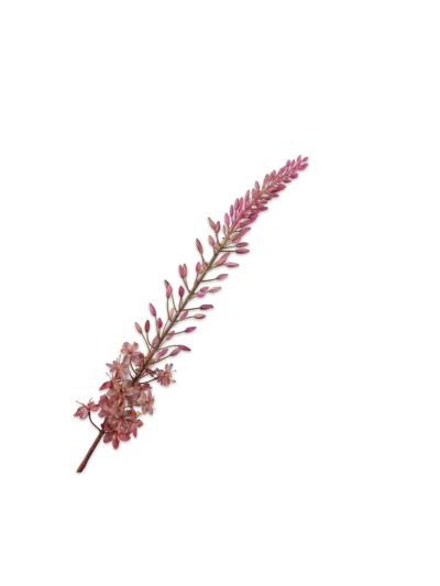 Silk-ka Eremurus Steel Mauve 107cm - Vorspaget Home