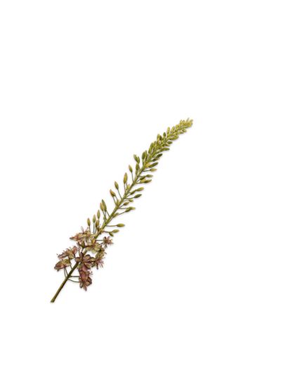 Silk-ka Eremurus Steel Bruin/Groen 107cm - Vorspaget Home