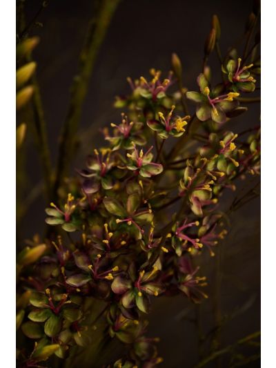 Silk-ka Eremurus Steel Paars/Geel 161cm - Vorspaget Home