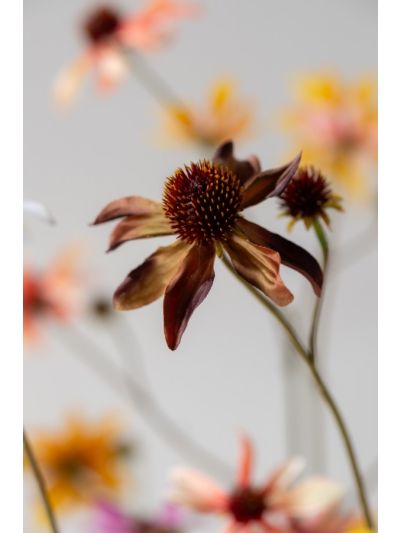 Silk-ka Rudbeckia Tak Bordeaux 91cm - Vorspaget Home