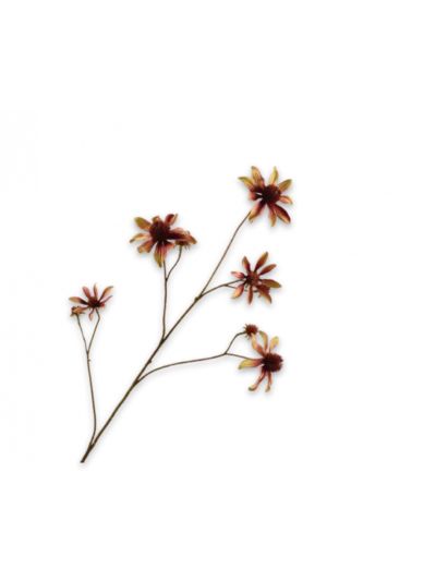 Silk-ka Rudbeckia Tak Crème/Bruin 91cm - Vorspaget Home