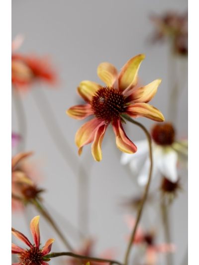 Silk-ka Rudbeckia Tak Crème/Bruin 91cm - Vorspaget Home