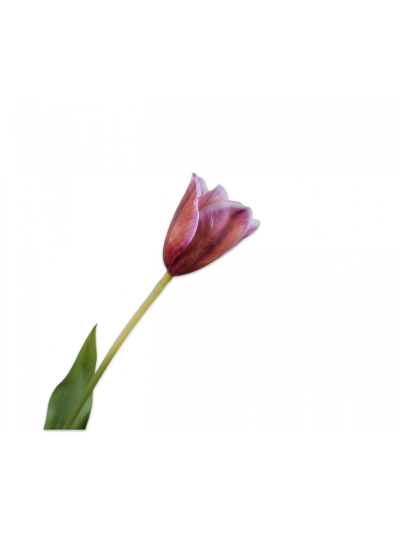 Silk-ka Tulp Steel Paars - Vorspaget Home