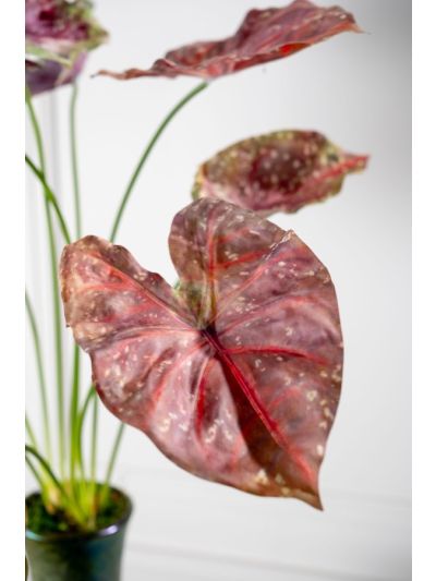 Silk-ka Caladium Bush Bordeaux/Groen Real Touch 81 cm - Vorspaget Home