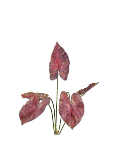 Silk-ka Caladium Bush Bordeaux/Groen Real Touch 81 cm - Vorspaget Home