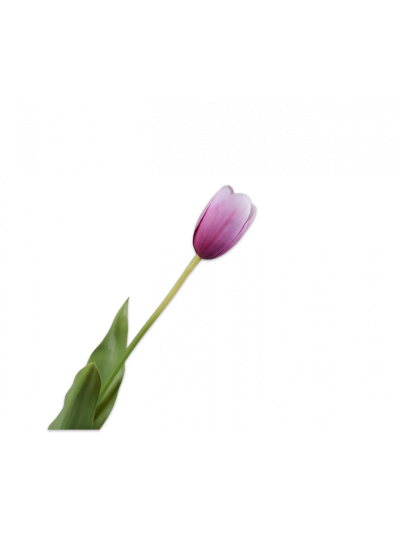 Silk-ka Tulp Steel Paars 84cm - Vorspaget Home