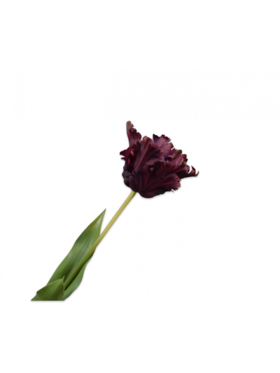 Silk-ka Tulp Steel Bordeaux 71cm - Vorspaget Home