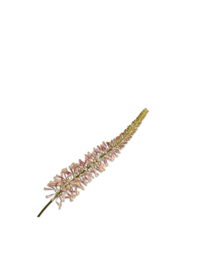 Silk-ka Eremurus Steel Roze Crème 109 cm zijde bloem - Vorspaget Home