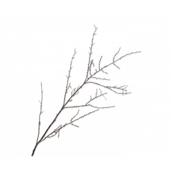 SILK-KA | Silk-ka | Hout tak | Bruin | 127cm