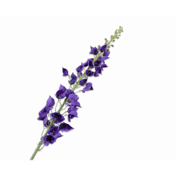 SILK-KA | Silk-ka | Delphinium Tak Paars  | 135 cm