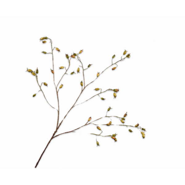 SILK-KA | Silk-ka | Rozenbottel | Groen | 106cm