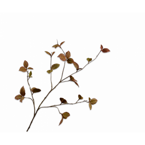 SILK-KA | Silk-ka | Bladtak | Lichtbruin | 116cm