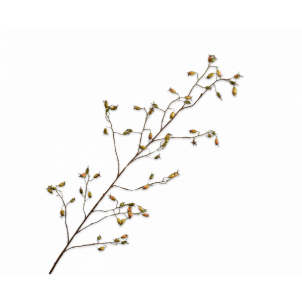 SILK-KA | Silk-ka | Rozenbottel tak | Groen | 168cm