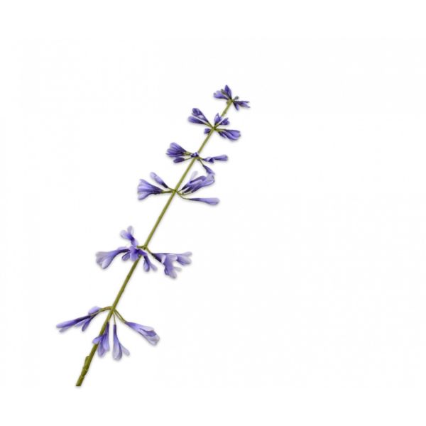 SILK-KA | Silk-ka | Salvia Steel Blauw | 111cm