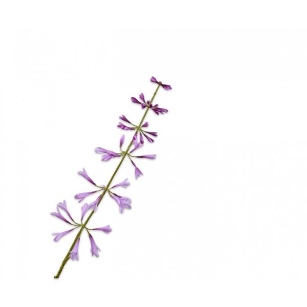 SILK-KA | Silk-ka | Salvia Steel Lavendel | 111cm