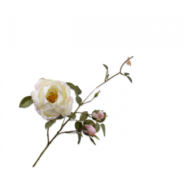 SILK-KA | Silk-ka | Roos Tak Wit | 80cm