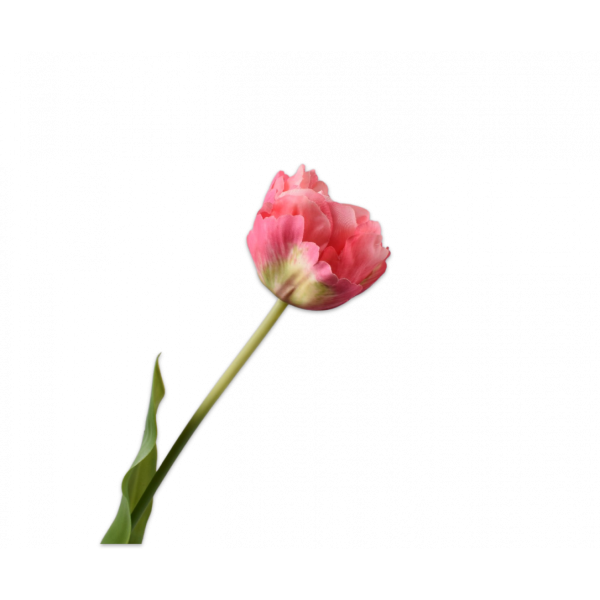 SILK-KA | Silk-ka | Tulp Steel Roze/Crème | 66cm