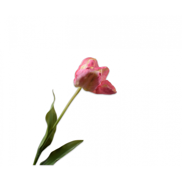 SILK-KA | Silk-ka | Tulp Roze/Geel | 84cm