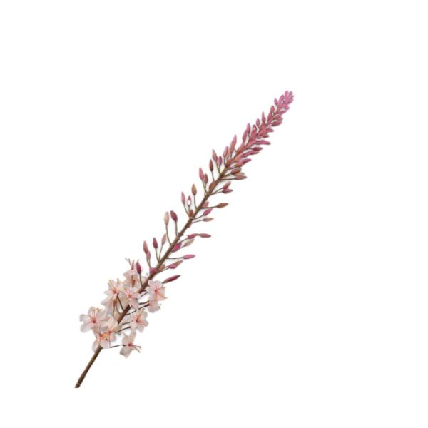 SILK-KA | Silk-ka | Eremurus Steel | Crème | 107cm