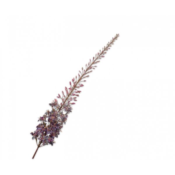 SILK-KA | Silk-ka | Eremurus Steel | Paars | 161cm