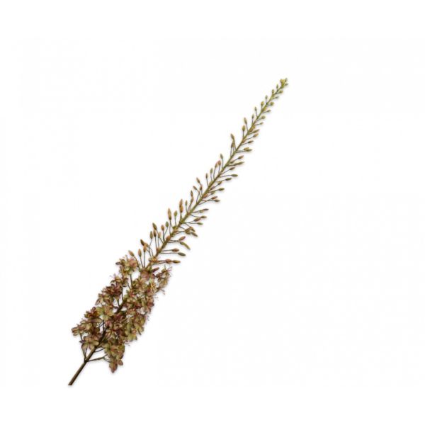SILK-KA | Silk-ka | Eremurus Steel | Paars/Geel | 161cm