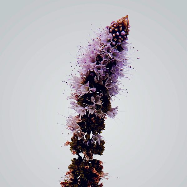 LOEWE | Loewe | Verbena | Outdoor Candle