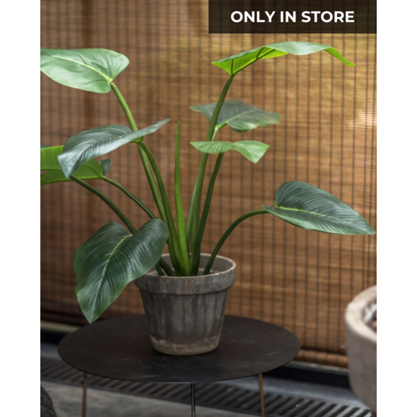 SILK-KA | Silk-ka | Plant Alocasia Groen | 122 cm | Only in Store!