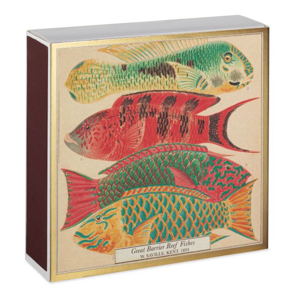 ARCHIVIST | Archivist | Lucifers | Natural History Museum Fish