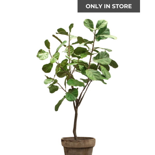 SILK-KA | Silk-ka | Plant Ficus Groen | 160 cm | Only in store!