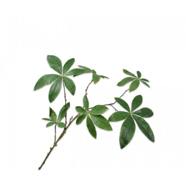 SILK-KA | Silk-ka | Bladtak Groen | 147cm