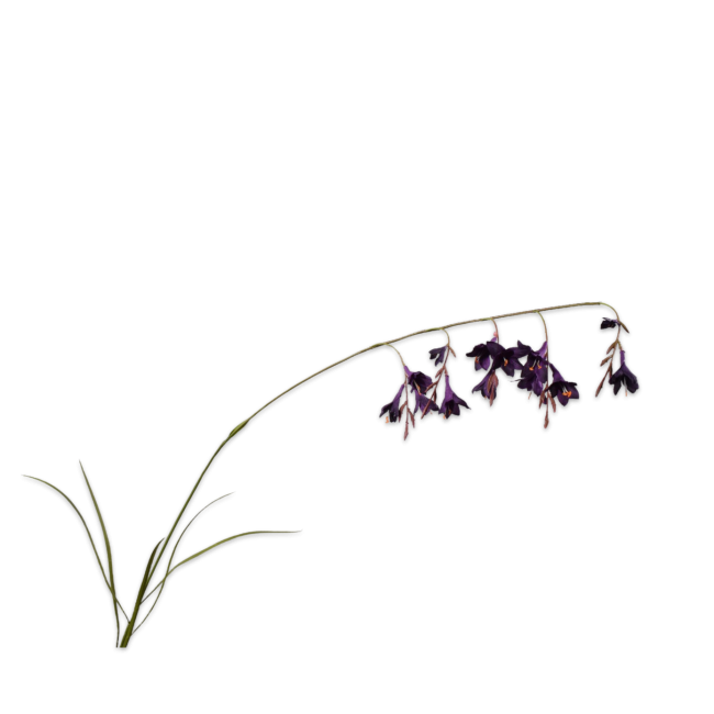 SILK-KA | Silk-ka | Dierama Steel Paars | 114cm