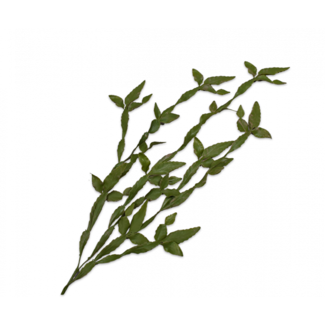 SILK-KA | Silk-ka | Bladtak Cactus | Groen | 145cm