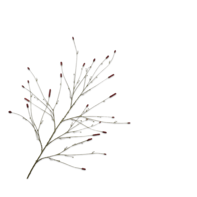 SILK-KA | Silk-ka | Pimpernel tak | Bordeaux | 146cm