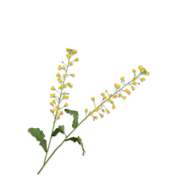 SILK-KA | Silk-ka | Primula Tak | Geel | 85cm