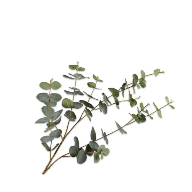 SILK-KA | Silk-ka | Eucalyptus Tak | Groen | 95cm