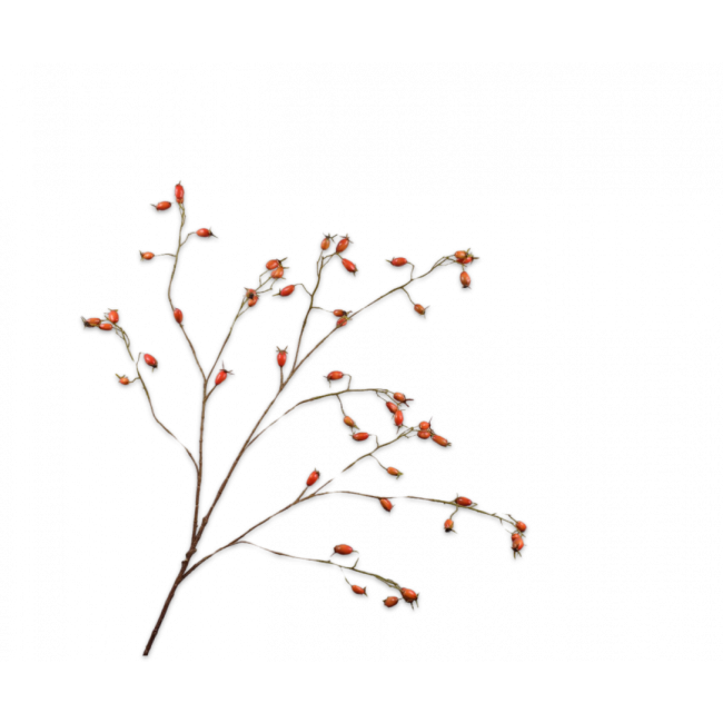 SILK-KA | Silk-ka | Rozenbottel | Oranje | 106cm