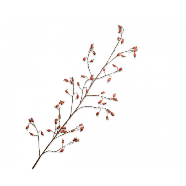 SILK-KA | Silk-ka | Rozenbottel tak | Oranje | 168cm