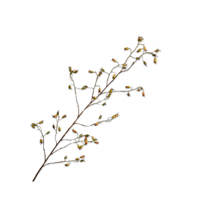 SILK-KA | Silk-ka | Rozenbottel tak | Groen | 168cm