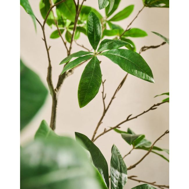 SILK-KA | Silk-ka | Pachira | Groen | 205cm | ONLY IN STORE