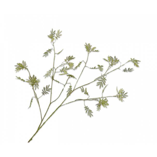 SILK-KA | Silk-ka | Mimosa Tak Groen | 127cm