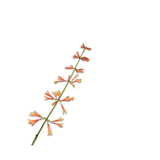 SILK-KA | Silk-ka | Salvia Steel Perzik | 111cm