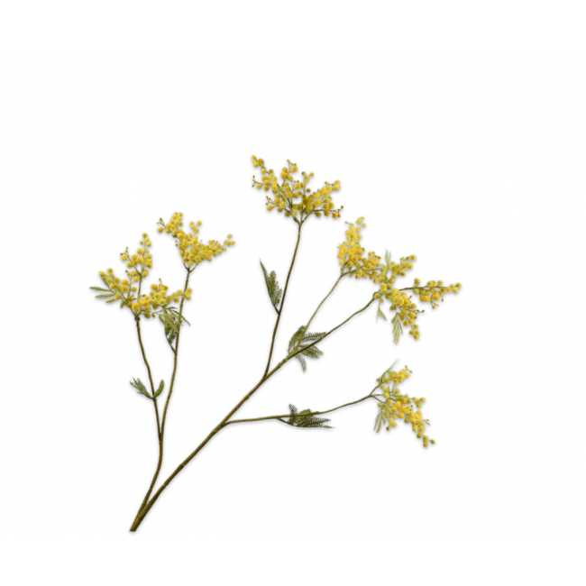 SILK-KA | Silk-ka | Mimosa Tak Geel | 114cm